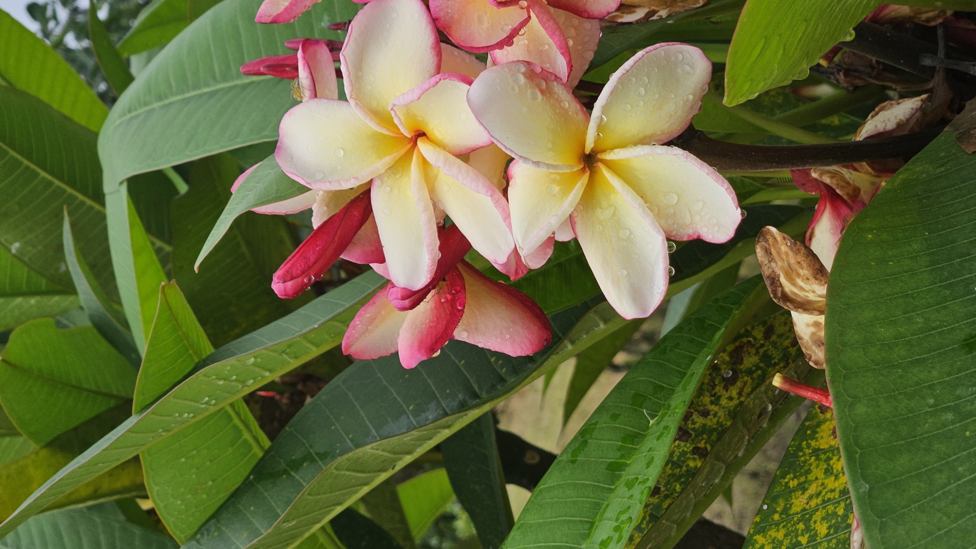 Birganj Flower.jpg